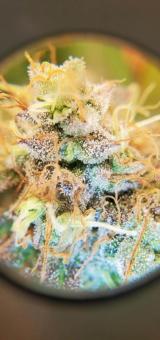 Exodus Cheese - картинка 9