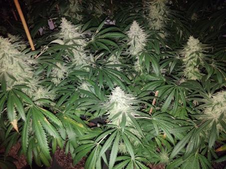 Og Confidential - картинка 2