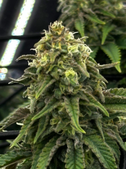 Super Critical - картинка 2