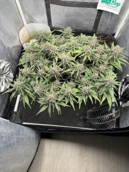 Tropicana Cookies Auto - картинка 7