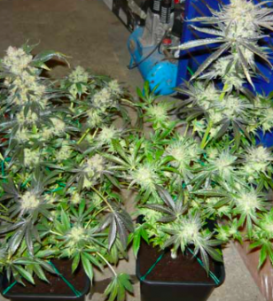 King’s Kush Auto - картинка 1