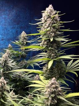 Super Silver Haze - картинка 1