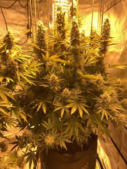 Double Og Haze - картинка 2