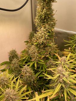 Cream Caramel Auto - картинка 7