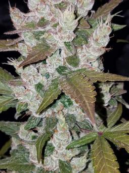 Girl Scout Cookies Auto - картинка 2