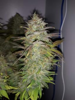 S.A.D. Sweet Afgani Delicious S1 - картинка 4