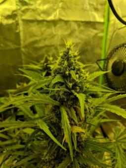 Girl Scout Cookies Auto - картинка 10