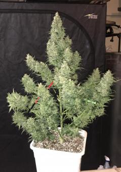 Tangie Auto - картинка 5
