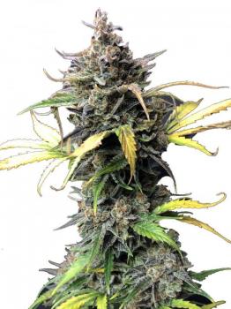 Cherry Cola Auto fem