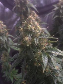 Anesthesia - картинка 4