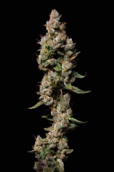 Purple Lemonade Auto - картинка 5