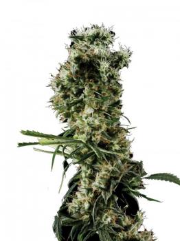 Arjan's Haze 3
