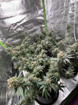 GH Cheese - картинка 2