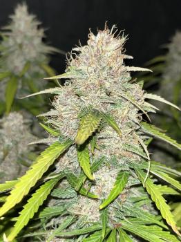 King's Juice Auto