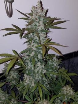 Girl Scout Cookies Auto - картинка 5
