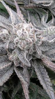 Orange Bud 2.0 - картинка 4