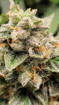 White Widow - картинка 3
