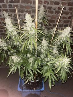 Super Lemon Haze x Pink Cande - картинка 3
