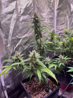 Gorilla Girl XL Auto - картинка 3