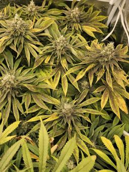 Original Glue Auto - картинка 3