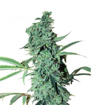 Niagara Auto fem
