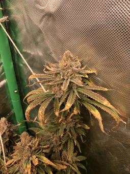 Wendy - картинка 4