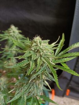Auto White Widow CBD - картинка 2