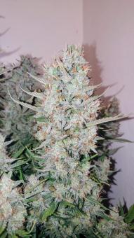 Big Bud Auto - картинка 3