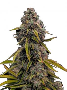 Top-44 Auto fem