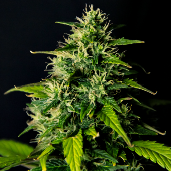 DC Cure 1:1 Auto - картинка 1