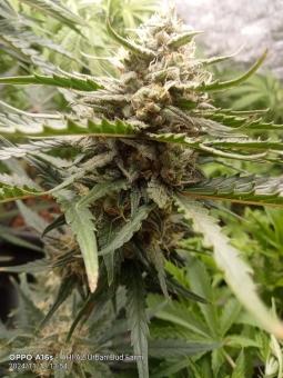 White Widow Auto - картинка 3