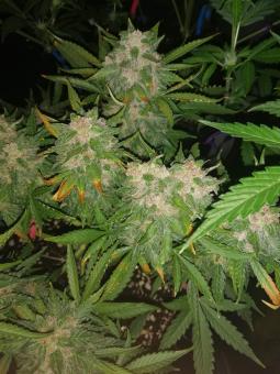Auto Kryptonite - картинка 2