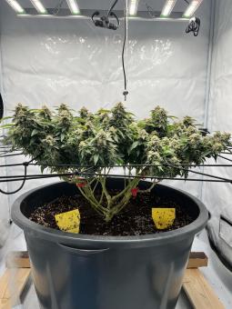 Lemon Skunk - картинка 2