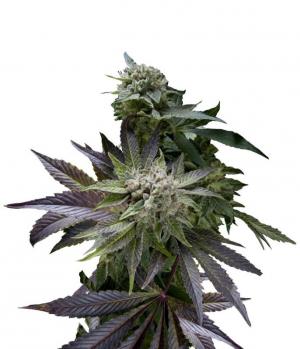 Blue Pyramid