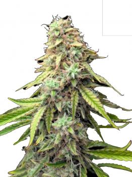Purple Punch Auto