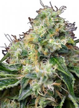 Killer Kush Auto