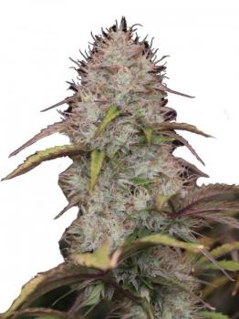 Blueberry Auto fem