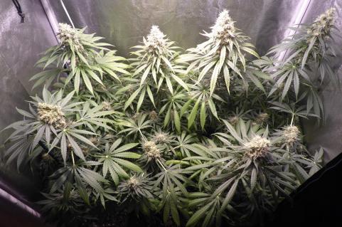 Galaxy CBD - картинка 4