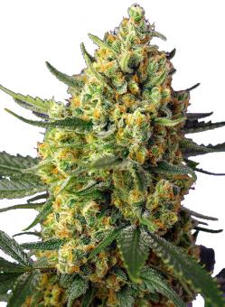 Crystal Candy XL Auto - картинка 7