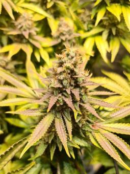Bubble Kush Auto - картинка 5