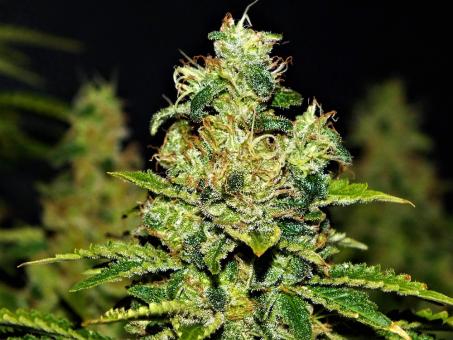 Space Cookies - картинка 4