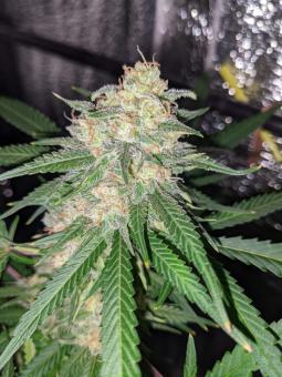 Royal Cookies Auto - картинка 2