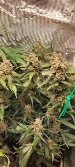 White Widow - картинка 7