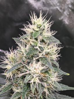 Hindu Kush Auto - картинка 3