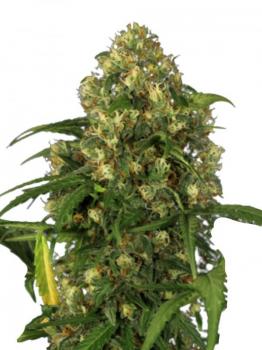 Exodus Cheese