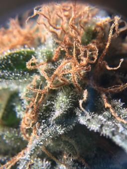 Raspberry Cough Auto - картинка 3