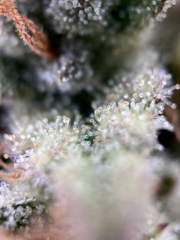 Killer Kush Auto - картинка 4