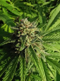 GG4 Sherbet FF - картинка 4