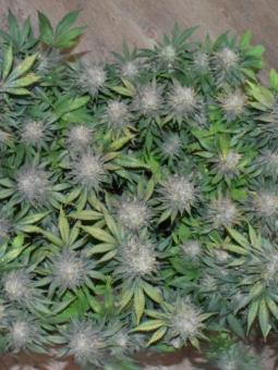 Skunk #1 Auto - картинка 2