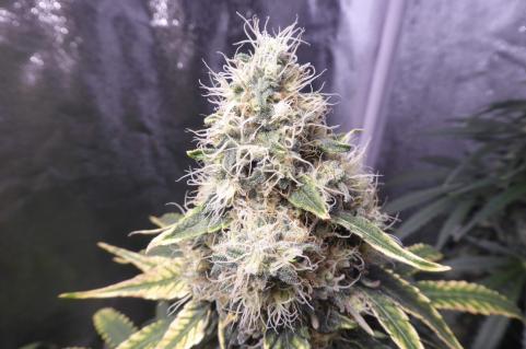 Galaxy CBD - картинка 1